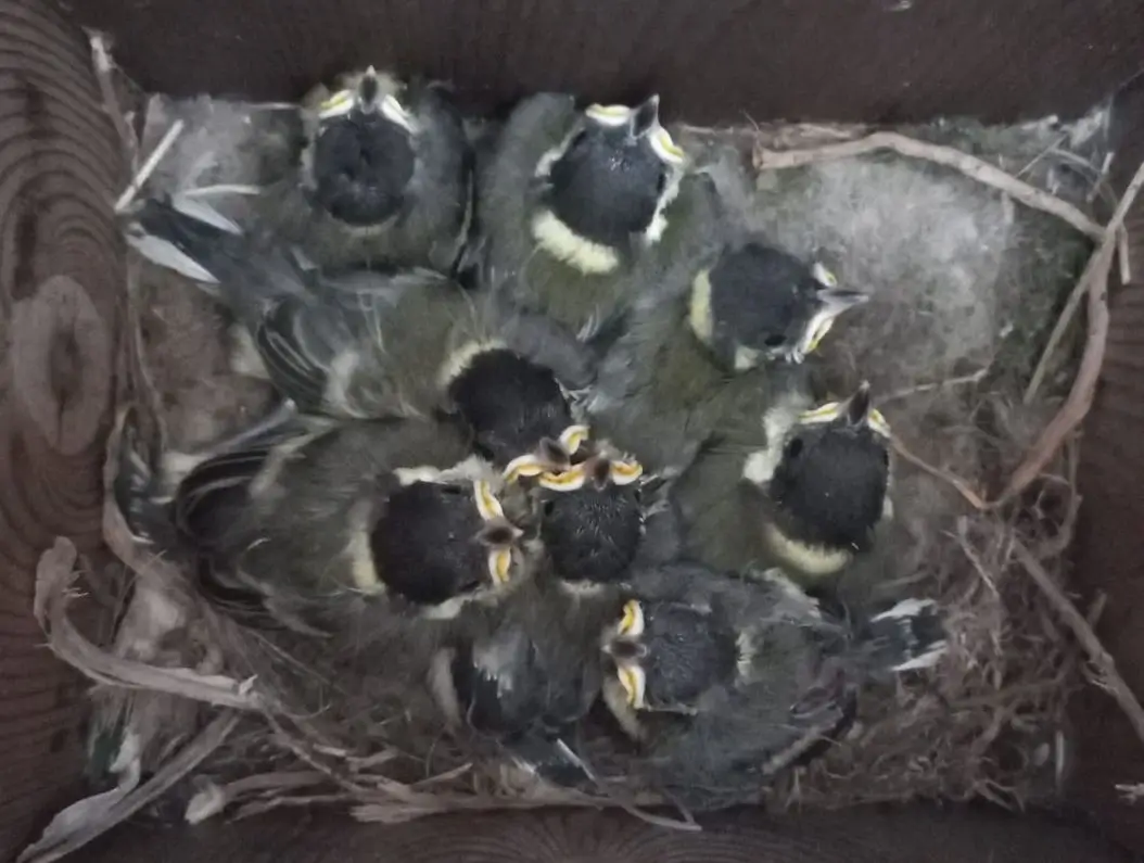 גוזלי ירגזי מצוי בתוך תיבת קינון